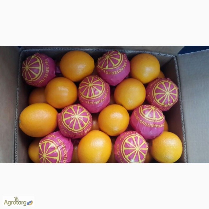 Фото 2. Продам египетские апельсины от производителя