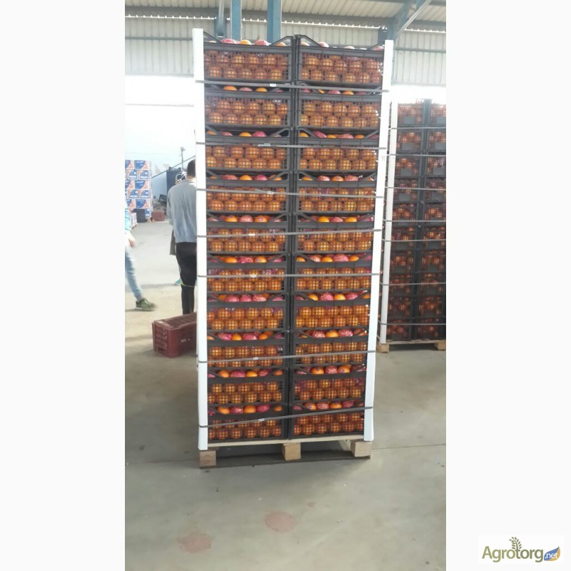 Фото 3. Продам египетские апельсины от производителя