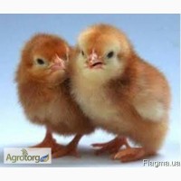 Продам курчата домашні та породи ломан браун (несушки) одноденні оптом та в роздріб
