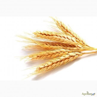 Закупаем пшеницу