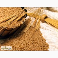 Компания на постоянной основе закупает Пшеницу от производителя, на условиях поставки CPT