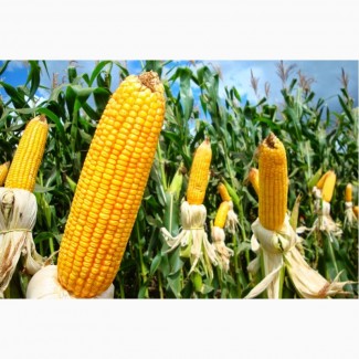 Семена кукурузы Тесла (ФАО 350)