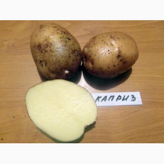 Фермерское предприятие продаст картошку отличного качества Белла Роса