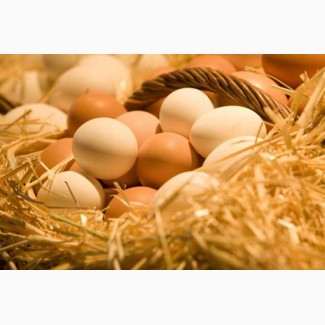 Продам домашние куриные яйца