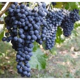 Куплю виноград лівадійский чорний.гурзуфский розовий, інші винні сорта на якісне вино