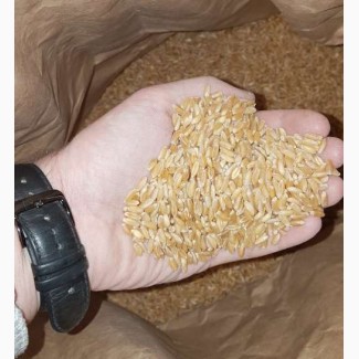 Семена пшеницы ZELMA канадский ярый трансгенный сорт (элита)