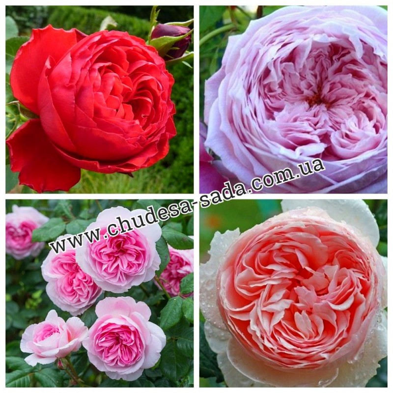 Фото 10. Продам саженцы роз более 300 сортов шикарные цвета. Чайно-гибридные Английские парковые