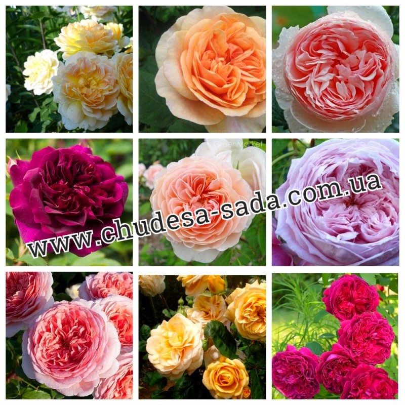 Фото 11. Продам саженцы роз более 300 сортов шикарные цвета. Чайно-гибридные Английские парковые