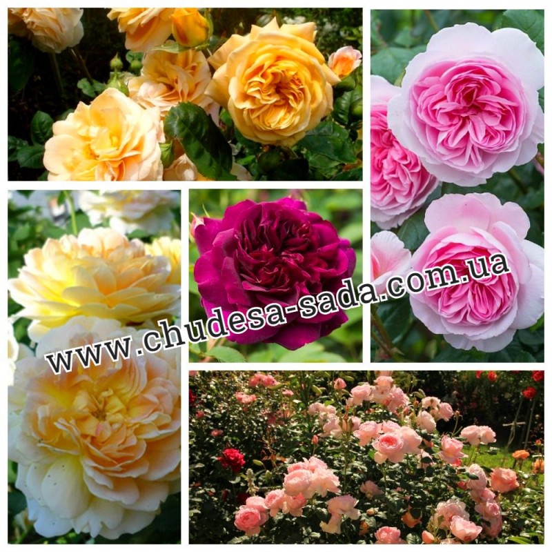 Фото 12. Продам саженцы роз более 300 сортов шикарные цвета. Чайно-гибридные Английские парковые