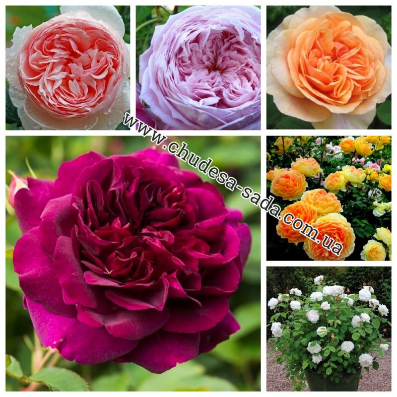 Фото 13. Продам саженцы роз более 300 сортов шикарные цвета. Чайно-гибридные Английские парковые