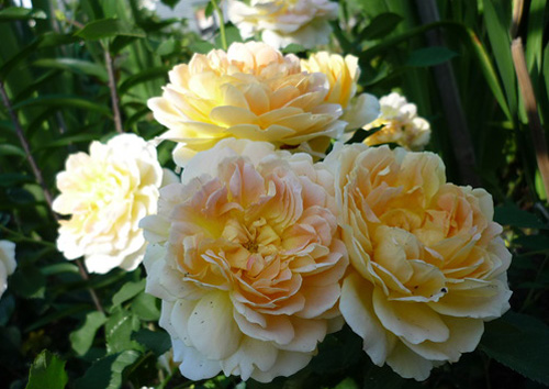 Фото 14. Продам саженцы роз более 300 сортов шикарные цвета. Чайно-гибридные Английские парковые