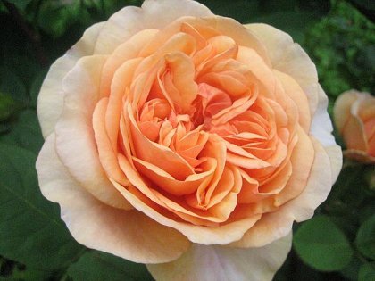 Фото 15. Продам саженцы роз более 300 сортов шикарные цвета. Чайно-гибридные Английские парковые