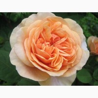 Продам саженцы роз более 300 сортов шикарные цвета. Чайно-гибридные Английские парковые