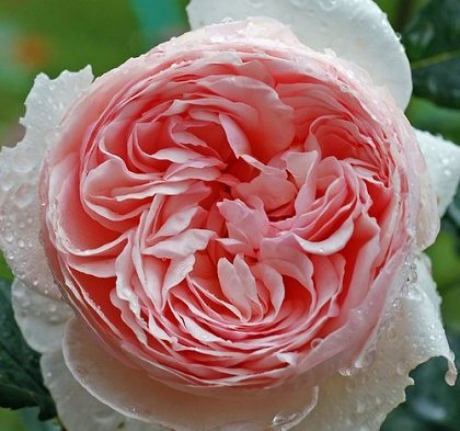 Фото 16. Продам саженцы роз более 300 сортов шикарные цвета. Чайно-гибридные Английские парковые