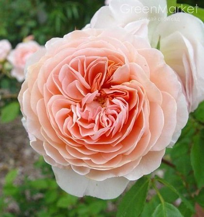 Фото 17. Продам саженцы роз более 300 сортов шикарные цвета. Чайно-гибридные Английские парковые
