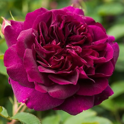 Фото 18. Продам саженцы роз более 300 сортов шикарные цвета. Чайно-гибридные Английские парковые