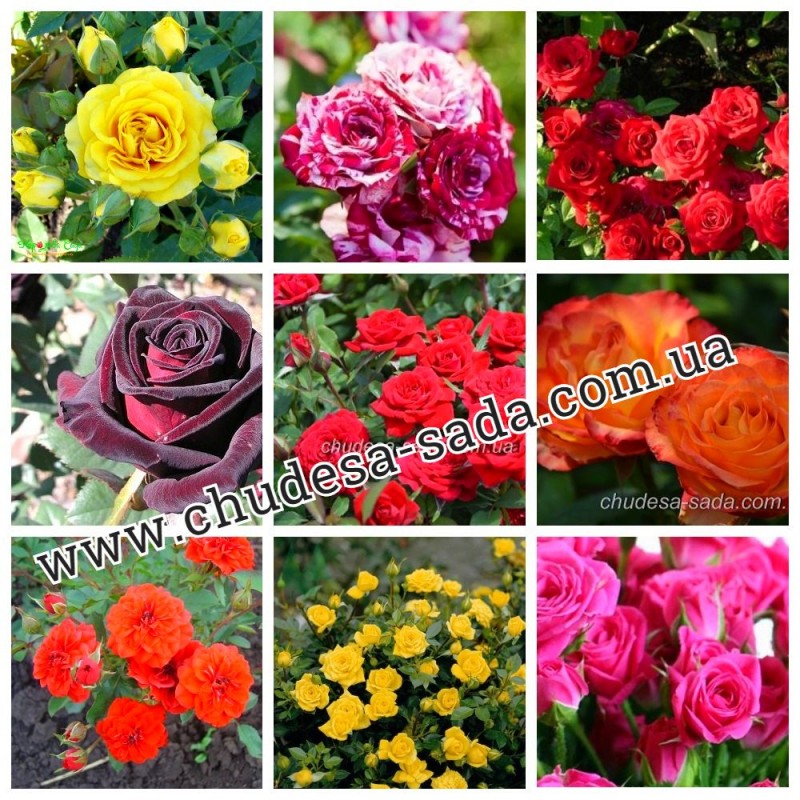 Фото 6. Продам саженцы роз более 300 сортов шикарные цвета. Чайно-гибридные Английские парковые
