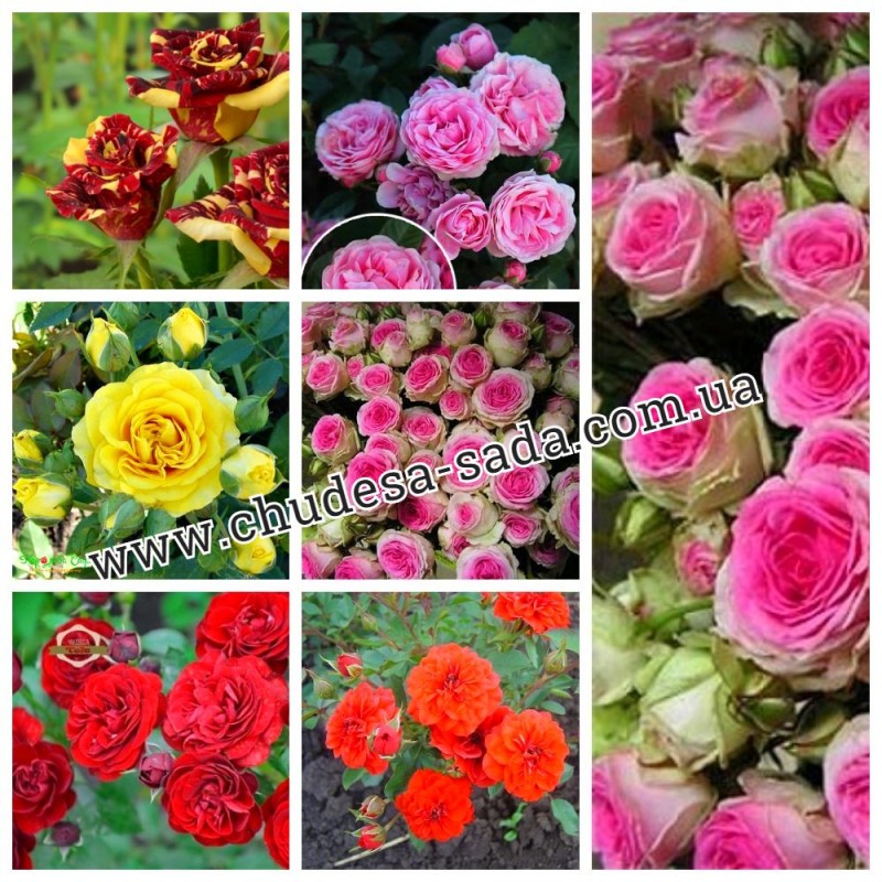 Фото 7. Продам саженцы роз более 300 сортов шикарные цвета. Чайно-гибридные Английские парковые