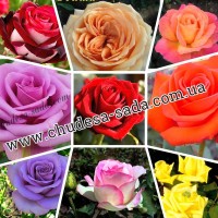 Продам саженцы роз более 300 сортов шикарные цвета
