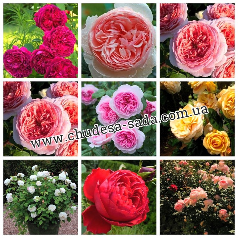 Фото 8. Продам саженцы роз более 300 сортов шикарные цвета. Чайно-гибридные Английские парковые