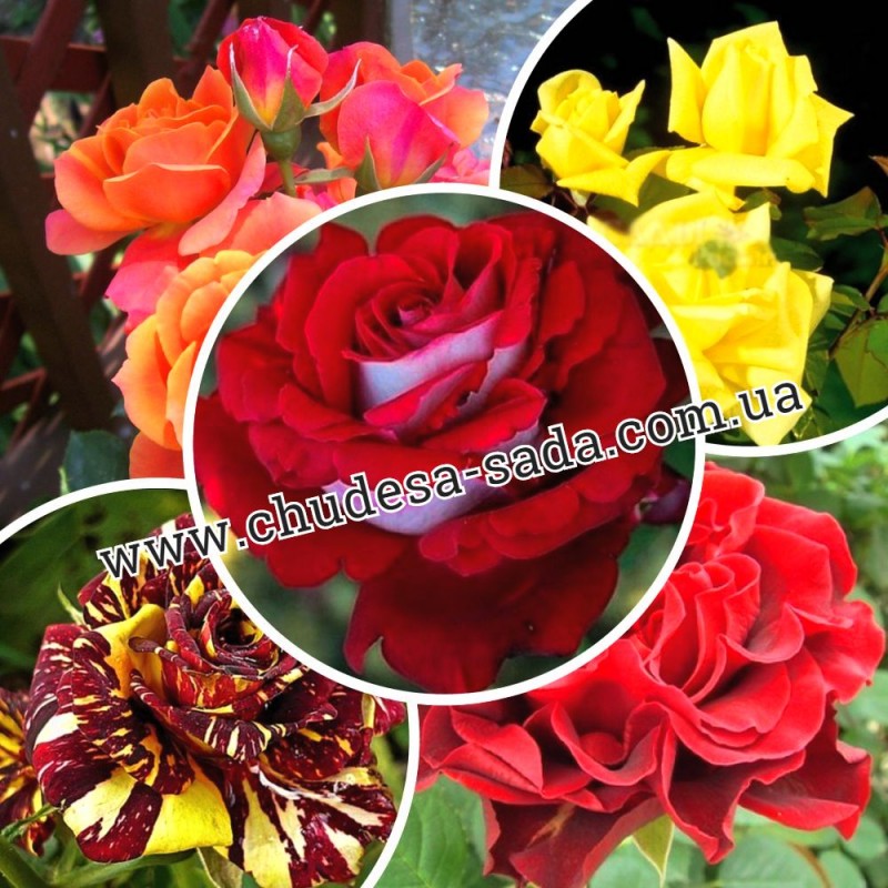 Фото 3. Продам саженцы роз более 300 сортов шикарные цвета. Чайно-гибридные Английские парковые
