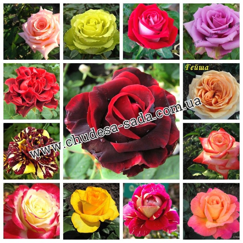 Фото 9. Продам саженцы роз более 300 сортов шикарные цвета. Чайно-гибридные Английские парковые