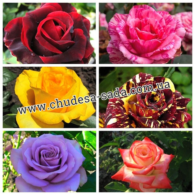 Фото 4. Продам саженцы роз более 300 сортов шикарные цвета. Чайно-гибридные Английские парковые