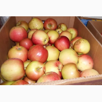 Продам Яблука з Власного Саду в Києві