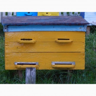 Бджолосім#039;ї 2019 з власної пасіки