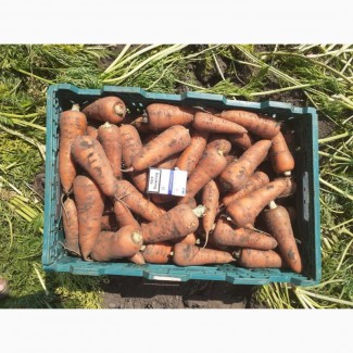 Продам морковь Абако от производителя, чистая с песка