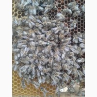 Бджоломатки КАРНІКА