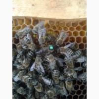Бджоломатки КАРНІКА
