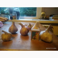 Продам чеснок оптом (урожай 2019) сорт Любаша и Прометей (от 3 до 5+)