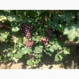 Фермерское хозяйство в Одесской области реализует столовый виноград - сорт Шоколадный, 25т