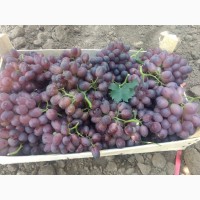 Фермерское хозяйство в Одесской области реализует столовый виноград - сорт Шоколадный, 25т