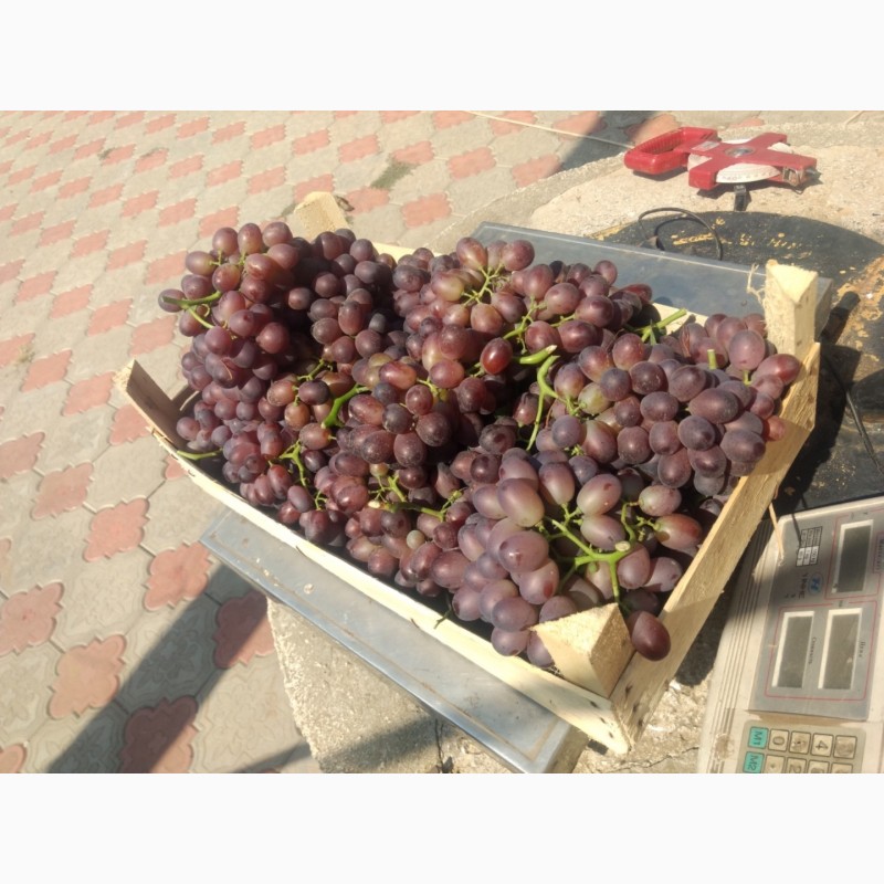 Фото 5. Фермерское хозяйство в Одесской области реализует столовый виноград - сорт Шоколадный, 25т