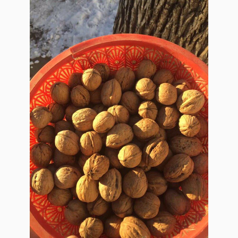 Фото 3. Продажа грецкого ореха украинского производства от тонны