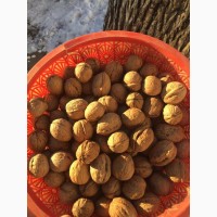 Продажа грецкого ореха украинского производства от тонны