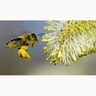 Бджолосім#039; ї та бджолопакети 2020р