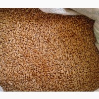 Пшеница фуражная на экспорт