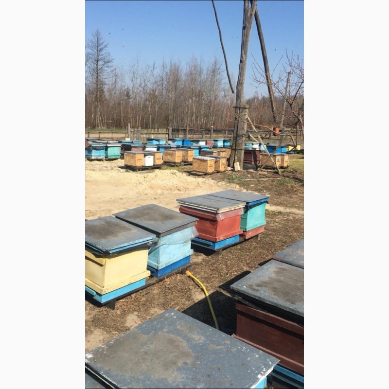 Фото 3. Продам Бджолопакети Бджоломатки Бджолосім#039;ї Бакфаст