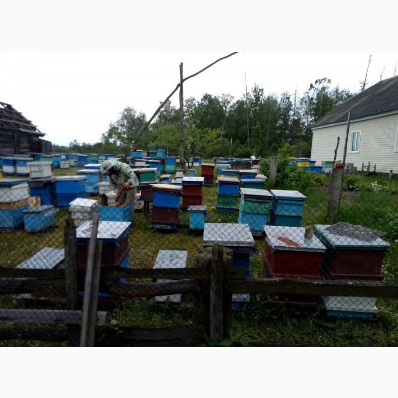 Фото 6. Продам Бджолопакети Бджоломатки Бджолосім#039;ї Бакфаст