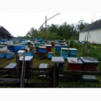 Продам Бджолопакети Бджоломатки Бджолосім#039;ї Бакфаст