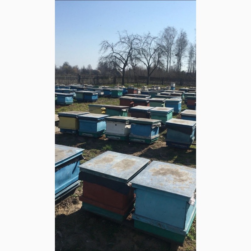Фото 9. Продам Бджолопакети Бджоломатки Бджолосім#039;ї Бакфаст