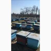 Продам Бджолопакети Бджоломатки Бджолосім#039;ї Бакфаст