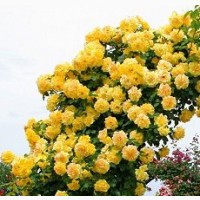 Продажа саженцы роз, деревьев, кустарников на ВЕСНУ 2024 в питомнике АГРОДИВО