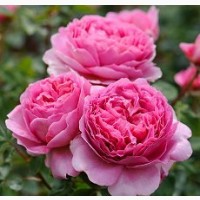 Продажа саженцы роз, деревьев, кустарников на ВЕСНУ 2024 в питомнике АГРОДИВО