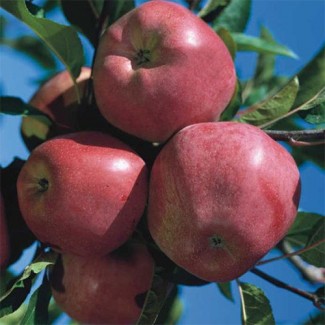 Продаж яблук глостер, від виробника смарт фреш