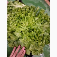 Ескаріол, цикорій салатний оптом: свіжий товар безпосередньо від імпортера