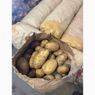 Продам молодую картошку ()